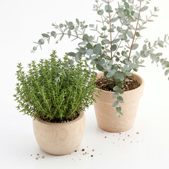 Fototapeta premium Fresh vibrant green plant growth brings natural serenity
