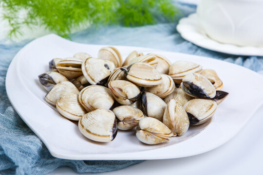 Fresh white clams on irregular ceramic plate light blue gauze fabric