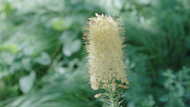 Natural flower plant. Flora nature. Bright blooming desert candles flower in nature. Foxtail lilies in bloom. Eremurus flower. Flowering nature closeup. Macro of flowering Eremurus exotic flower