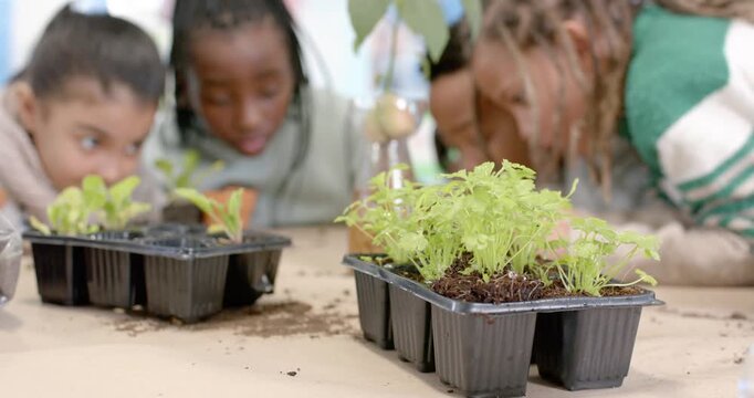 Diverse children spotting root bottle, leaning at table in class, examining seed trays for planting