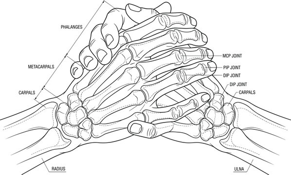 Detailed black and white line art vector diagram of human hand bones and joint anatomy