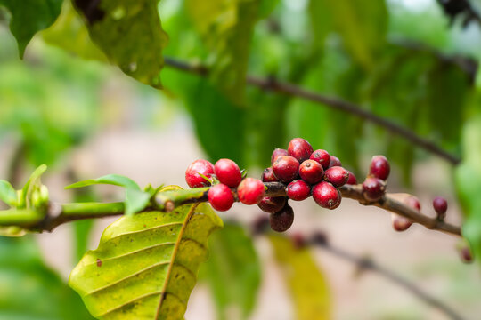 Fresh Ripe red coffee cherries growing on a branch in an organic farm plantation. High quality arabica bean agriculture, natural background