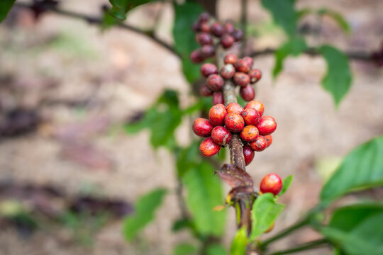 Fresh Ripe red coffee cherries growing on a branch in an organic farm plantation. High quality arabica bean agriculture, natural background