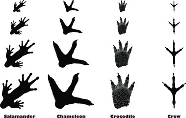 Set of animal footprints showing growth stages of salamander, chameleon, crocodile, and crow © MDKibria