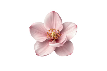 Fototapeta premium Soft pale pink blossom with layered petals