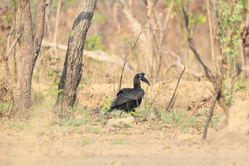 Abyssinian ground hornbill or northern ground hornbill (Bucorvus abyssinicus) is an African bird, found north of the equator, and is one of two species of ground hornbill. This photo was taken in Mole © feathercollector