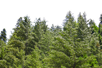 Fototapeta premium Green pine trees in a lush forest setting PNG isolated on transparent background