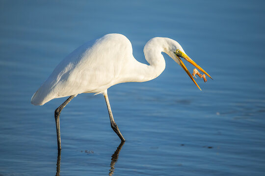 The great egret, also known as the common egret, large egret, great white egret, or great white heron. The scientific name for this bird is Ardea alba.