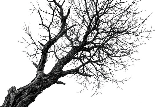 Detailed close up shot of a weathered dead tree trunk featuring complex bare branches extending outward across the frame showcasing rough bark texture and intricate branching patterns