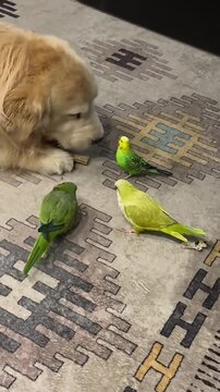 
Golden Retriever Dog with Three Parakeets on Rug Indoors
