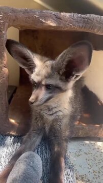 Cute Bat-Eared Fox Sitting inside Wooden Shelter Box Grooming and Looking Around