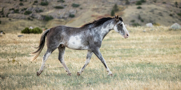 Horse trotting Grey roan grulla sabino overo 