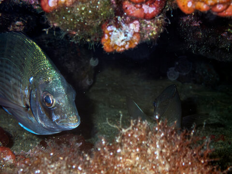 Common Two Banded Seabream Diplodus Vulgaris Fish Peeking from Underwater Cave in Mediterranean Sea
