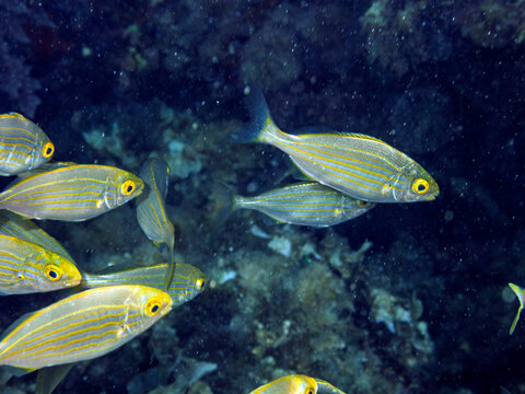 Mixed School of Mediterranean Fish Sarpa Salpa and Diplodus Annularis Swimming Over Rocky Reef
