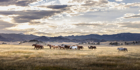 Naklejka premium Horse herd remuda on a Wyoming ranch quarter horses