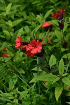 Silene sieboldii ( Japanese as Matsumoto-Senno). Caryophyllaceae native to Japan. It produces vivid vermilion flowers in the summer.