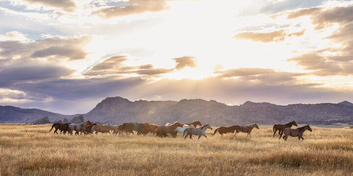 Horse herd remuda on a Wyoming ranch quarter horses