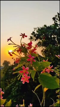 Beautiful pink Rangoon creeper flowers blooming in soft golden sunset light