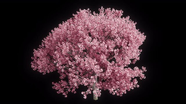 Stunning 3D render of a blooming pink cherry blossom tree rotating against a transparent alpha channel background. This realistic sakura tree features dense floral clusters and detailed bark.