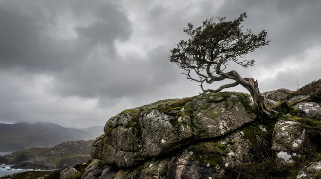 Windswept tree on rocky mountain ridge under stormy sky.