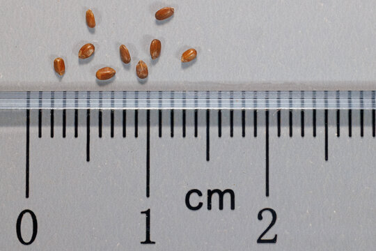 Lemon beebalm, Monarda citriodora, seeds with ruler for scale.