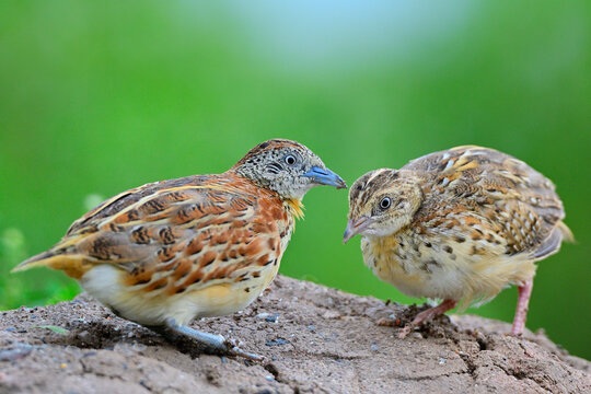 mother and her chick of common buttonquail, turnix sylvaticus on tope of hill while foraging in early morning