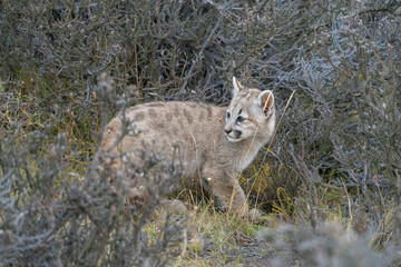 Obraz premium Puma cub checking its surroundings - Patagonia