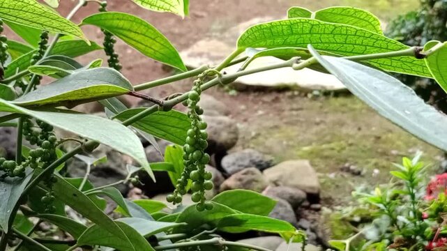 pepper plants in the garden