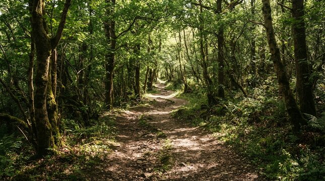 Sunlit Forest Path Winding Through Lush Green Trees.