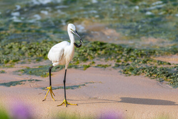 Fototapeta premium Egret hunting with a small fish in its beak along a sandy beach shoreline