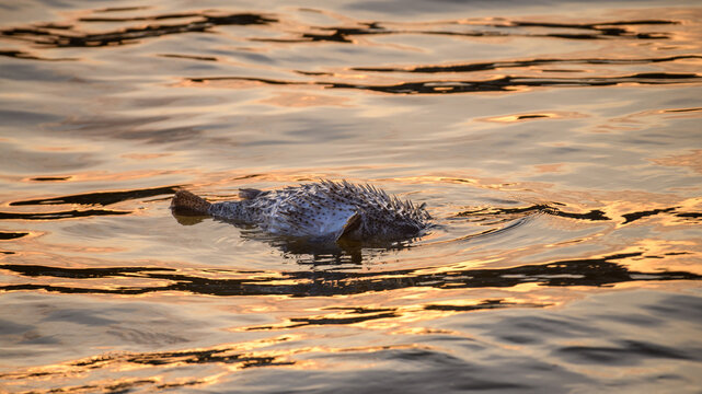Dead puffer fish floating on calm ocean water at golden sunset