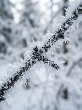Close up of a tree branch covered in delicate frost crystals.