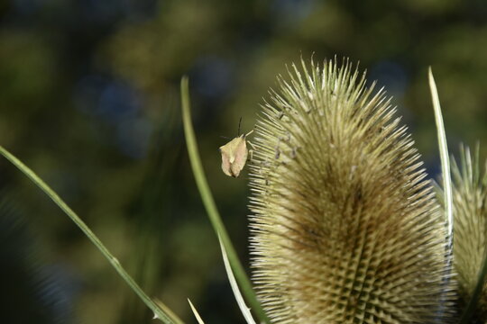 A shield bug on the edge of a teasel inflorescence