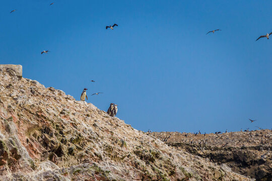 Humboldt penguins and seagulls at Ballestas Islands, Paracas - Ica, Peru