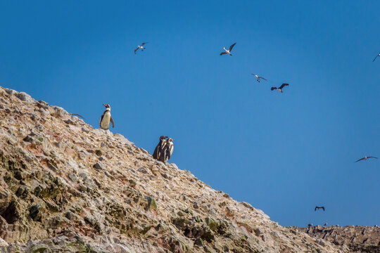 Humboldt penguins and seagulls at Ballestas Islands, Paracas - Ica, Peru
