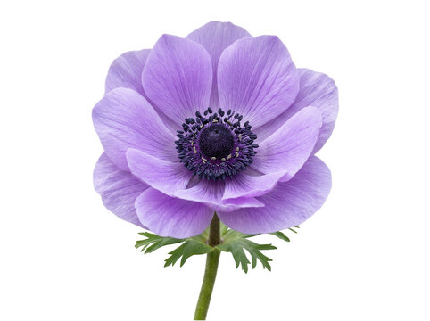 Light purple anemone flower isolated on transparent background