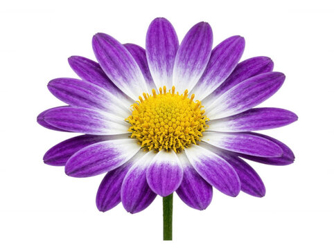 Beautiful purple and white daisy isolated on a transparent background