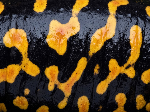 Close-up fire salamander skin texture with glossy black surface and vivid yellow markings, creating a bold natural amphibian pattern for backgrounds and decorative design.