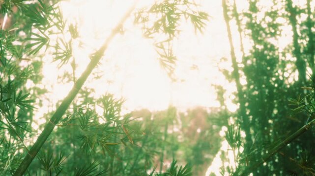 Sunlight shines through green bamboo leaves in a forest. The light creates patterns and shadows among the tall plants. Nature surrounds the area with trees and greenery.