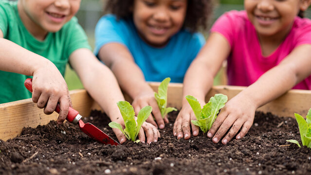 Children gardening together in a wooden raised bed to plant small vegetable seedlings in dark rich soil during a sunny afternoon.