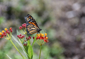Obraz premium Monarch Butterfly on Tropical Milkweed
