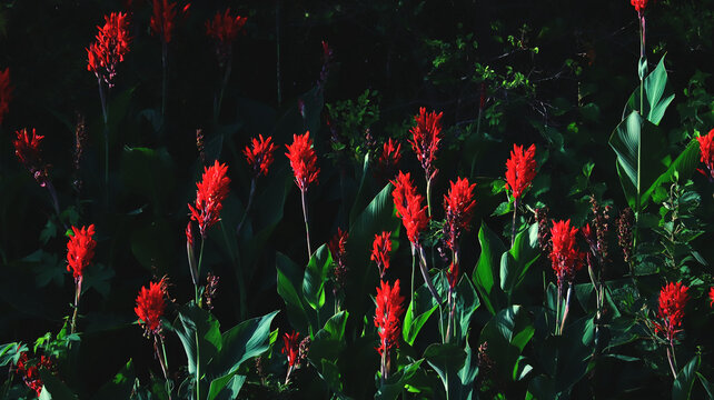 Vibrant Red Canna Lilies Blooming in a Lush Tropical Garden with Dramatic Dark Foliage