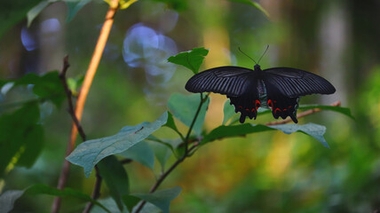 Peaceful Swallowtail Butterfly Resting in Tropical Jungle for Education and Environmental Projects © L.Z.C Photographer