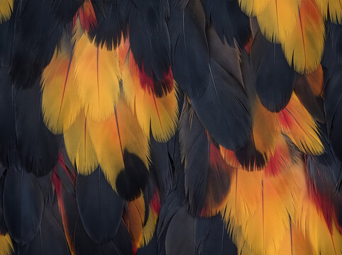 Close-up toucan feathers with deep black plumage, vivid golden yellow panels and subtle red accents, creating a bold tropical bird texture for backgrounds and design.
