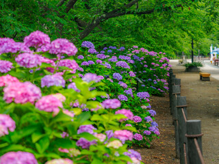 Fototapeta premium 木陰に佇むカラフルなお花。公園の散歩道。並んだ柵。遠近感・奥行き感のある景色。梅雨から初夏の公園や花壇を彩るアジサイ。