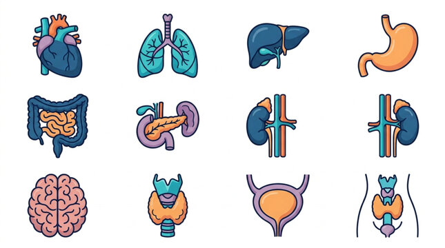Colorful flat design human organ icons set.