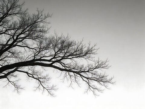 Bare tree branches against gray sky