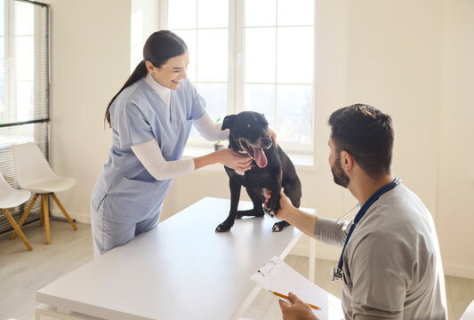 Dog with veterinarians during clinic checkup exam. Pet sits on the table as teamwork, stethoscope use and clipboard notes show happy professional care. Friendly animal care visit concept.