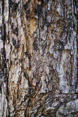 Fototapeta premium Natural tree bark texture with rough wooden surface and detailed pattern