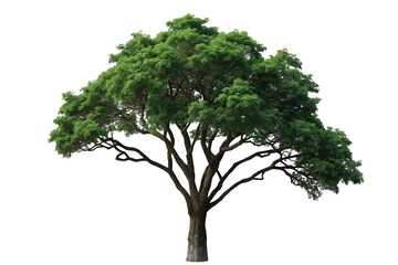 Obraz premium Tall leafy tree with rounded green crown